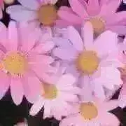 みんとの画像