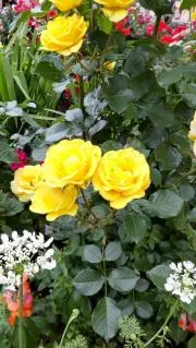 amiの画像