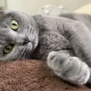 まつげの画像