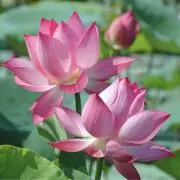 Chana*の画像