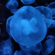 あすぱら☆即購入可能♪の画像