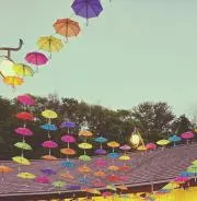 鮭の画像