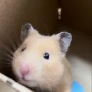 おとうふさんの画像