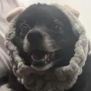 大根の画像