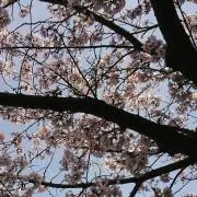 みみみの画像
