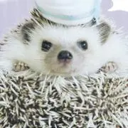 もみじいちご　断捨離中の画像