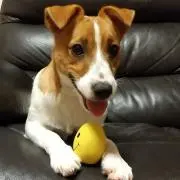 ちょこ