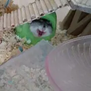 morの画像