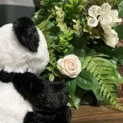 Reikaの画像
