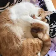 ひーくん