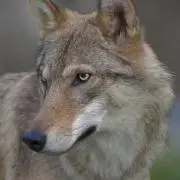 HIROの画像