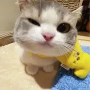 MOMOの画像