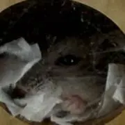 hamster_0615の画像