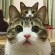 にゃん☆プロフご一読お願いします。の画像