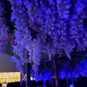きなこの画像