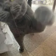 アネモネ