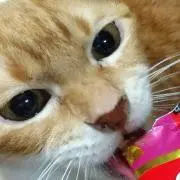 萌りん