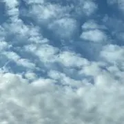 リリーの画像