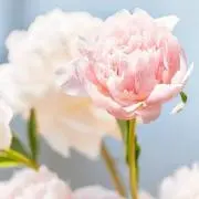 hana＊の画像