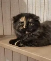 ねこ。*プロフ参照くださいの画像