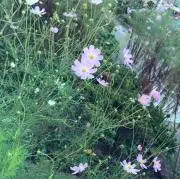 トミーの画像