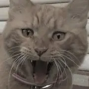 カナ