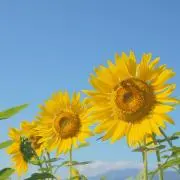 Image of ☆MINT☆ プロフ要確認