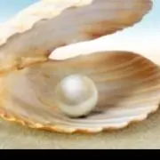 パールの画像