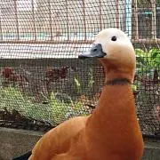 §§ケィ胡¶¶の画像