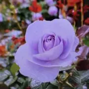user_Himawari22