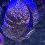 たかはの画像