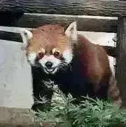 パンミンのみんとかれーの画像