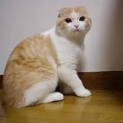 とてぃぱぶろ