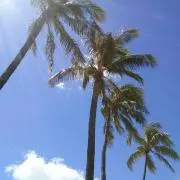アロハ