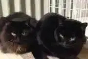 ことへいの画像