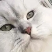 マルー