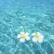 Mahalo