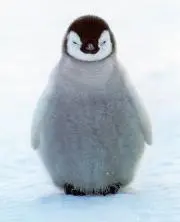 KEIMの画像