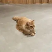 tukiの画像