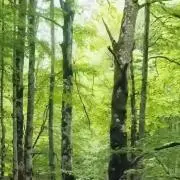 きこりの画像