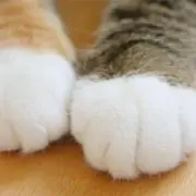 ぱんな。