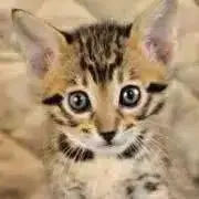 Bengal catの画像