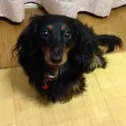 ティアレ