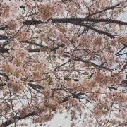 はなの画像