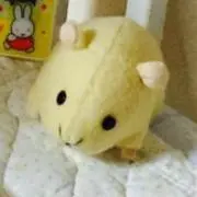 ねこまの画像