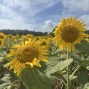 1999_0123の画像