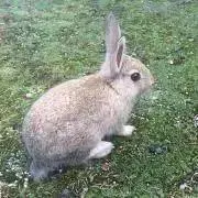 らぱの画像