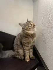 むぎの画像