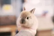 ぷくの画像
