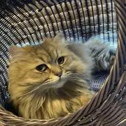 ニャー